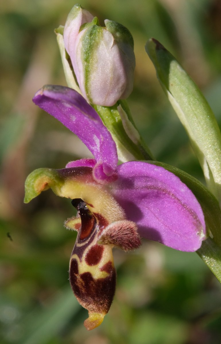 Ultime orchidee per quest''anno - Dalla Grecia con passione